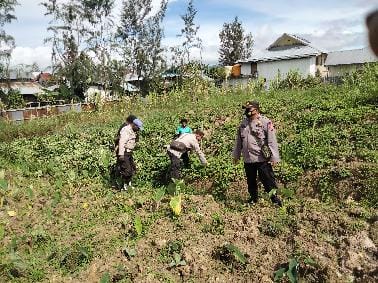 binmas noken lakukan pengecekan tanaman perkebunan ubi jalar dan keladi di distrik tigi deiyai 13389