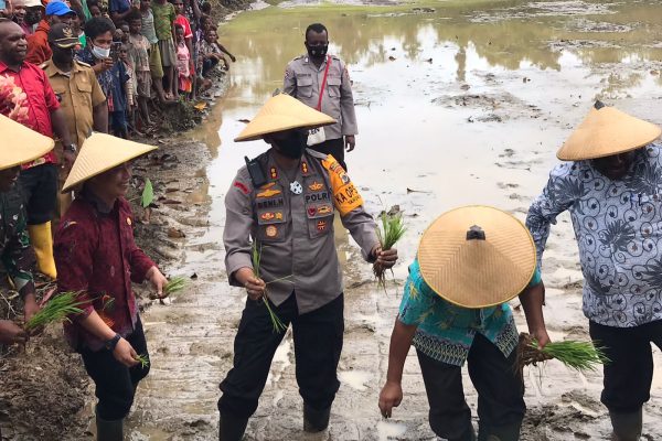 binmas noken menyampaikan yahukimo yang sempat memanas kini bersatu damai dalam bercocok tanam 13440