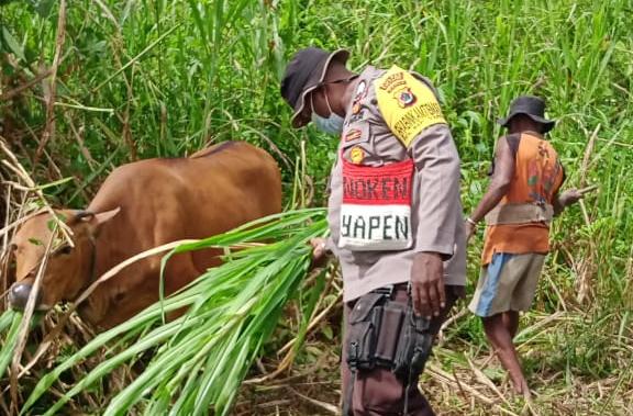 binmas noken share knowledge to cattle farmers in angkaisera papua 40920