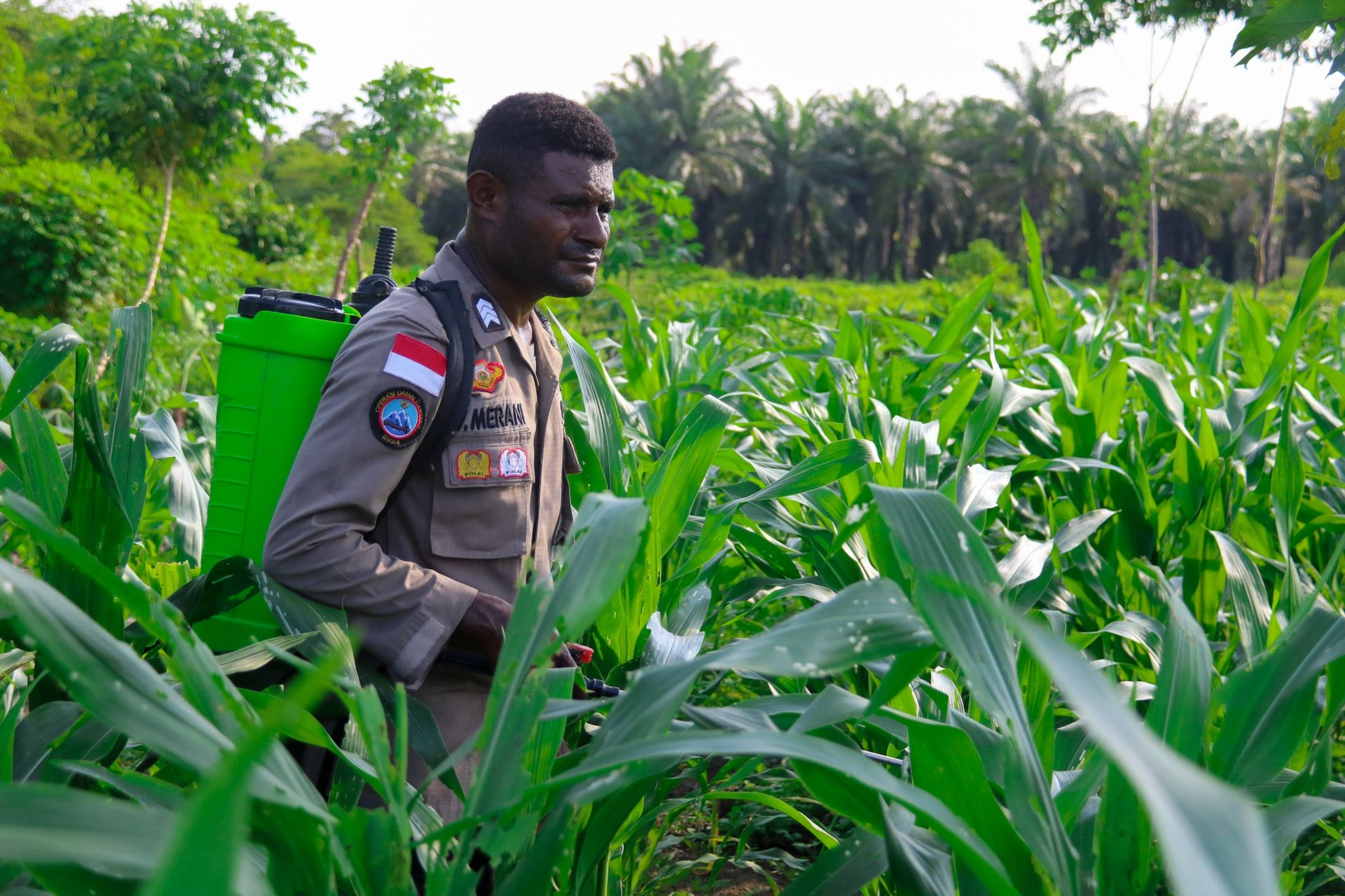 brigpol victor merani rawat kebun pekarangan dukung ketahanan pangan nasional di papua 81023