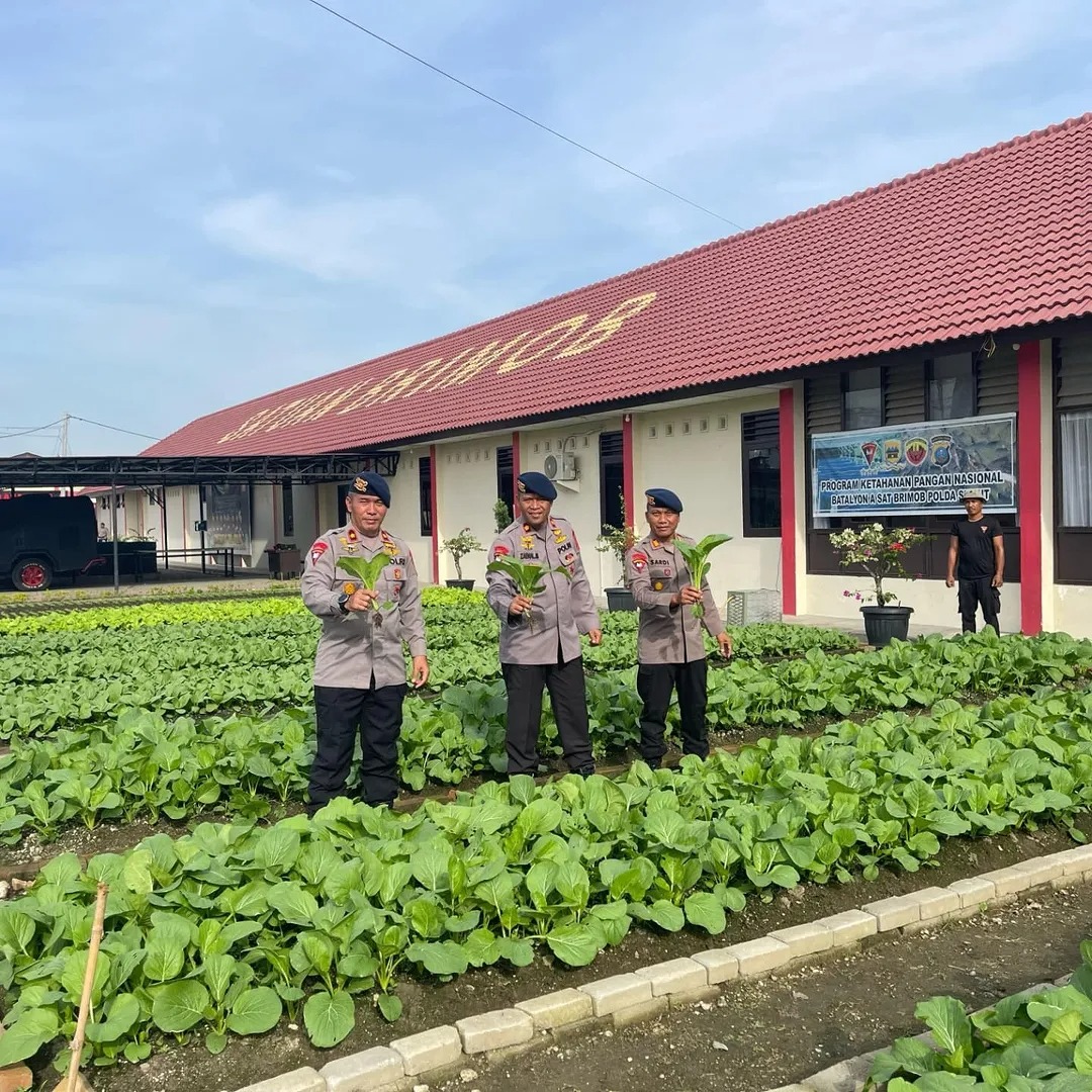 brimob polda sumut panen sayur dan cabai wujud nyata ketahanan pangan 84625