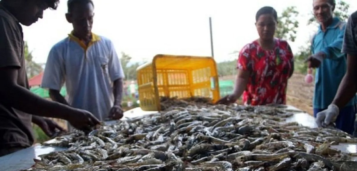 budidaya kepiting bakau masih dilakukan secara alami di bombana 70667