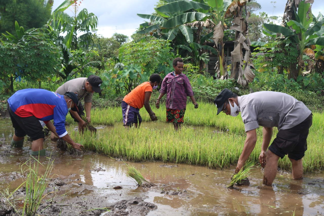 casuary program binmas noken again visits agricultural spot in mulia kencana 41283