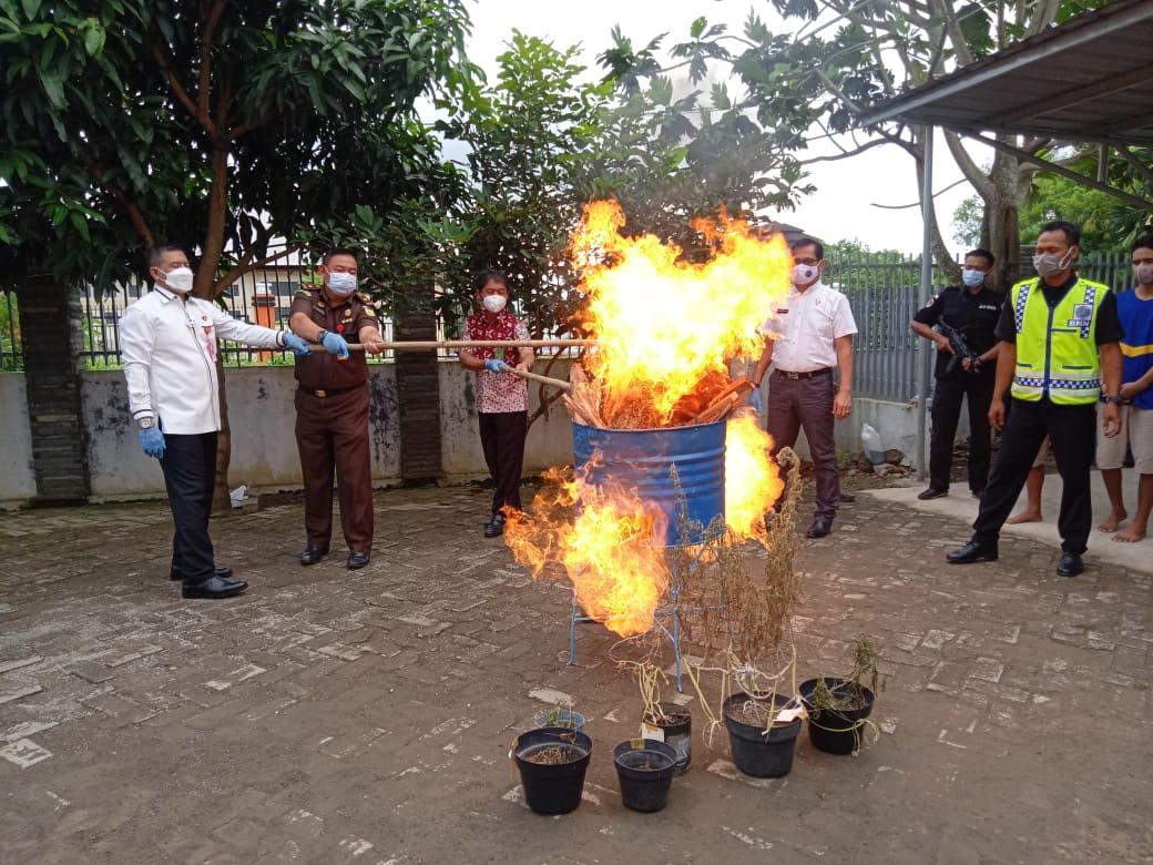 dirnarkoba polda banten hadiri pemusnahan barang bukti narkotika 15985
