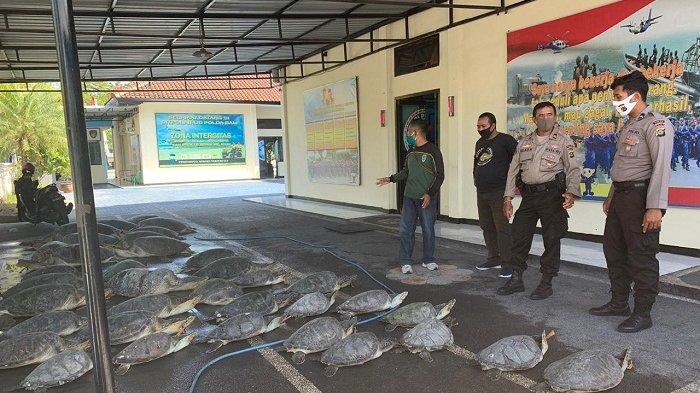 dit polairud polda bali berhasil gagalkan penyelundupan penyu hijau 34703
