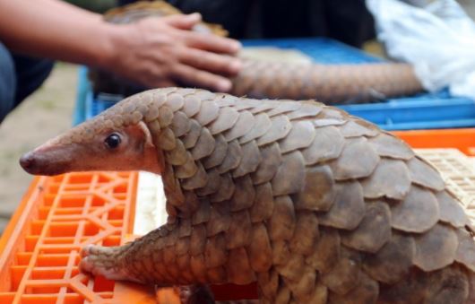 ditreskrimsus polda kalsel ungkap sindikat perdagangan satwa dilindungi 15751