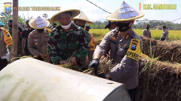 dukung ketahanan pangan nasional polres trenggalek panen raya 11257