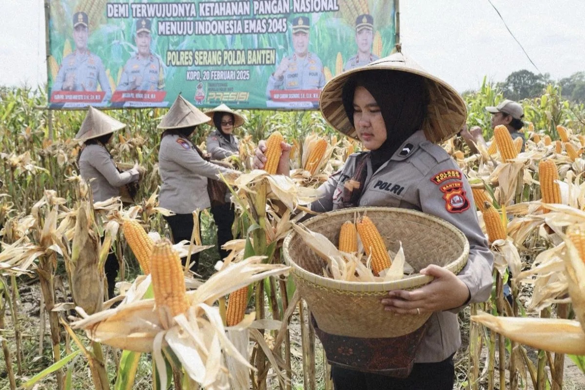 dukung ketahanan pangan polda banten panen raya jagung hibrida 84469