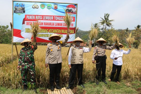 dukung program ketahanan pangan kapolres majalengka panen raya padi dan budidaya ikan 11337