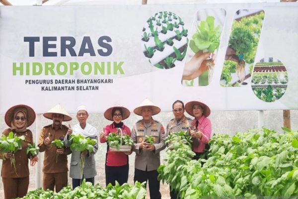 dukung program ketahanan pangan polda kalsel panen ratusan kilogram sayur 84614