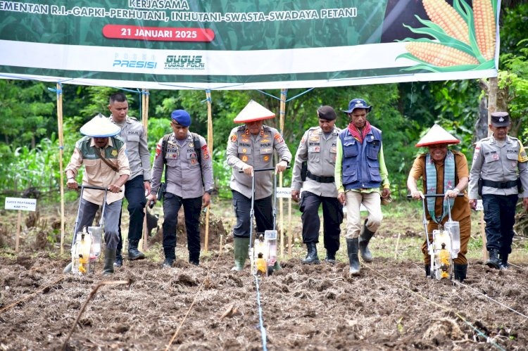 dukung swasembada pangan 2025 kapolda ntt pimpin penanaman jagung serentak di ttu 83303