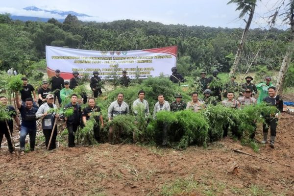 gabungan satgas siger polda lampung dan ditresnarkoba polda aceh berhasil bongkar 62 800 batang pohon ganja di aceh 17723