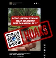 hoaks buah pala dan gula batu dapat atasi jantung berdebar 78245