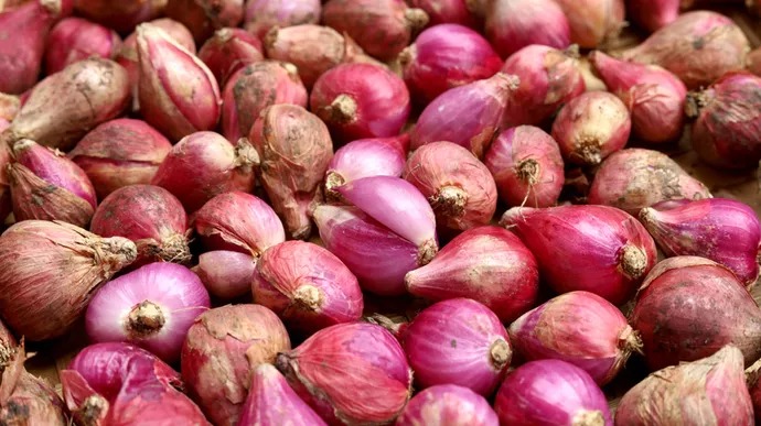 hujan jadi faktor utama kenaikan harga bawang merah 73357