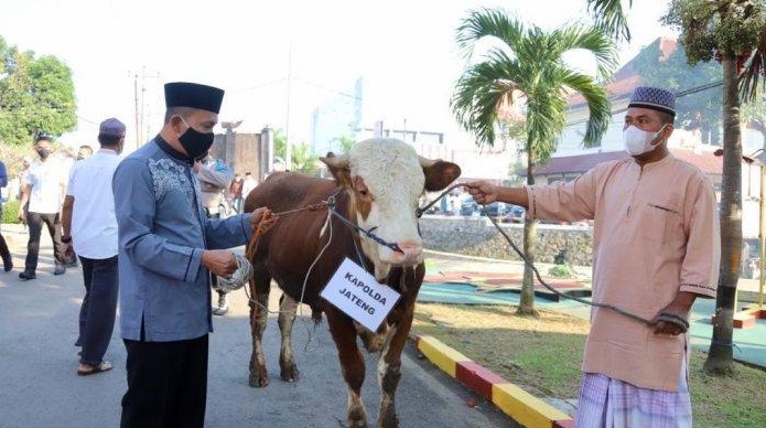 idul adha 1443 h polda jateng dan jajaran salurkan ratusan hewan qurban 48199