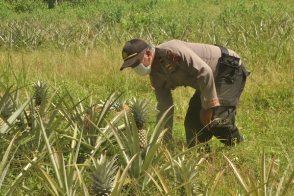 improve food security police along with residents pineapple harvest in merauke 38650