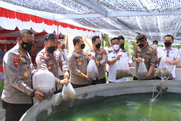 inspecting food security in sukoharjo chief of central java regional police harvested and sow 3000 catfish seeds 42721