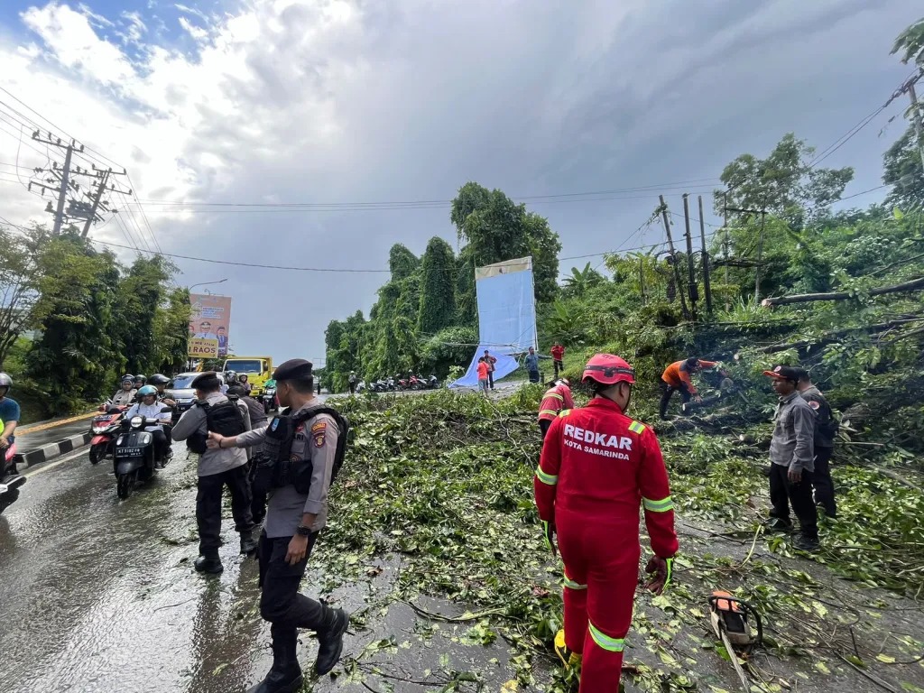 jadi penyebab kemacetan tim patroli beat 110 polresta samarinda tangani pohon tumbang di jalan bhayangkara 83079