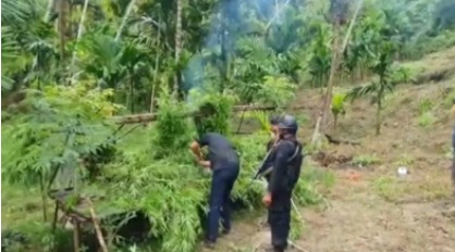 joint team of officials discover 628 hectares of marijuana fields in north aceh 44956