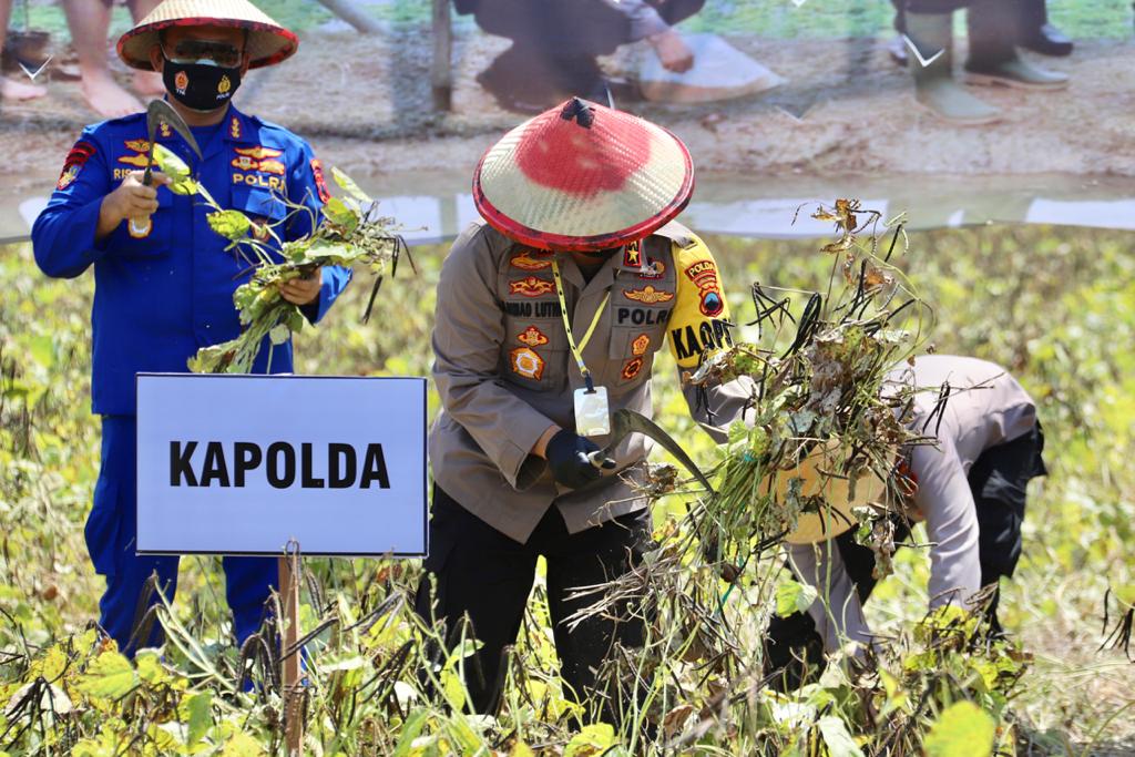 kapolda jateng panen raya kacang hijau dan tabur benih ikan di demak 11433