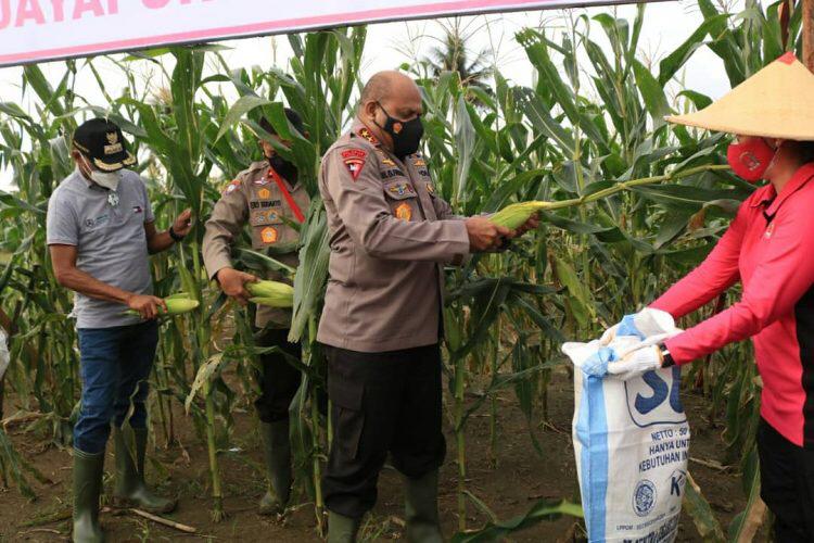 kapolda papua pimpin penanaman tanaman pangan di spot pertanian kampung binmas 9130