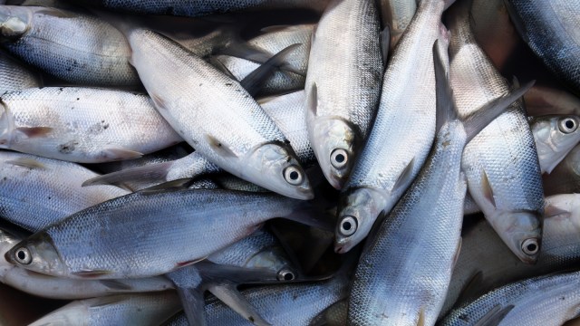 karawang mendorong peningkatan produksi olahan serba ikan 83476