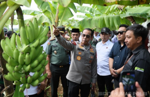 kembangkan pertanian lokal kapolda sulsel tinjau budidaya pisang cavendish 75460