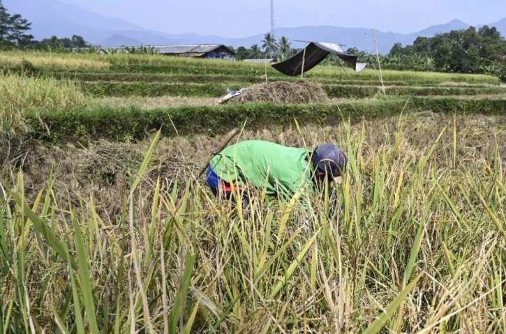 kementan prediksi kemarau akan sebabkan tingkat gagal panen 61936