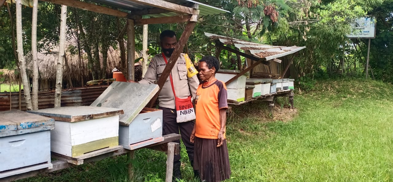 kepolisian papua melalui binmas noken turut memajukan petani lebah madu wilayah jayawijaya 13480