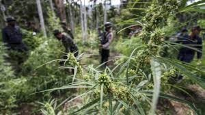 kerinci departmental police found 0 5 hectare of marijuana field in kerinci indigenous forest 43468