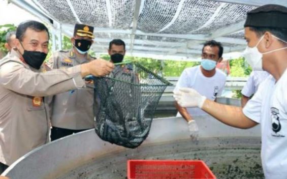 kunjungan ke sukoharjo kapolda jateng panen 3 000 ikan lele 9629