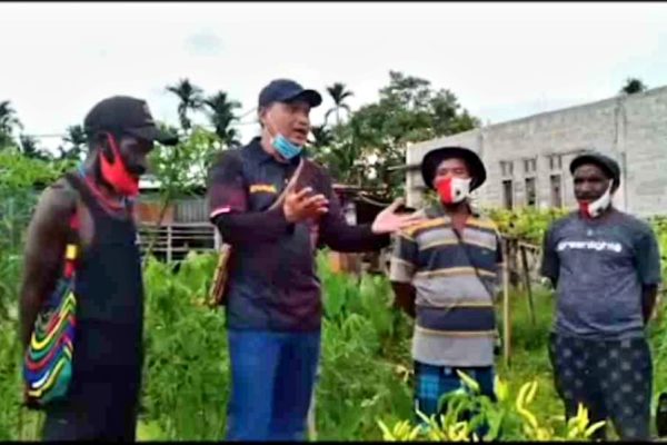 liputan tim divhumas polri saksikan keberhasilan petani binaan binmas noken di perbatasan timika nabire 30678