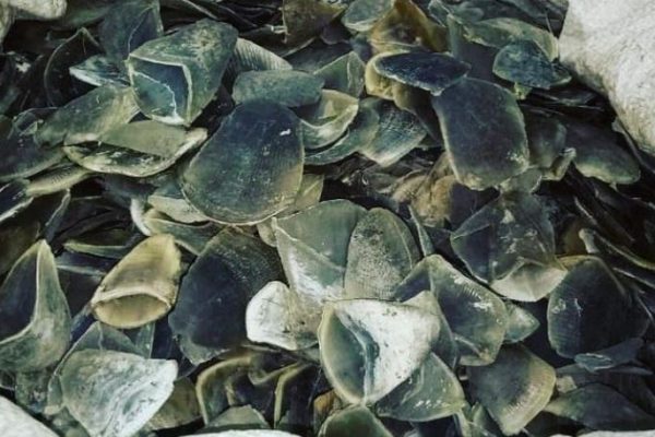 mabes polri ungkap penjualan 1055 kg sisik tringgiling di jambi 16012