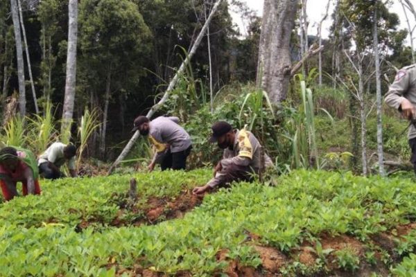 maintain food security binmas noken farm with residents in mapia 38703