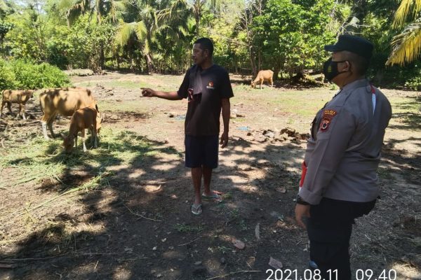 mengulik manfaat peternakan sapi binaan binmas noken polri 9435