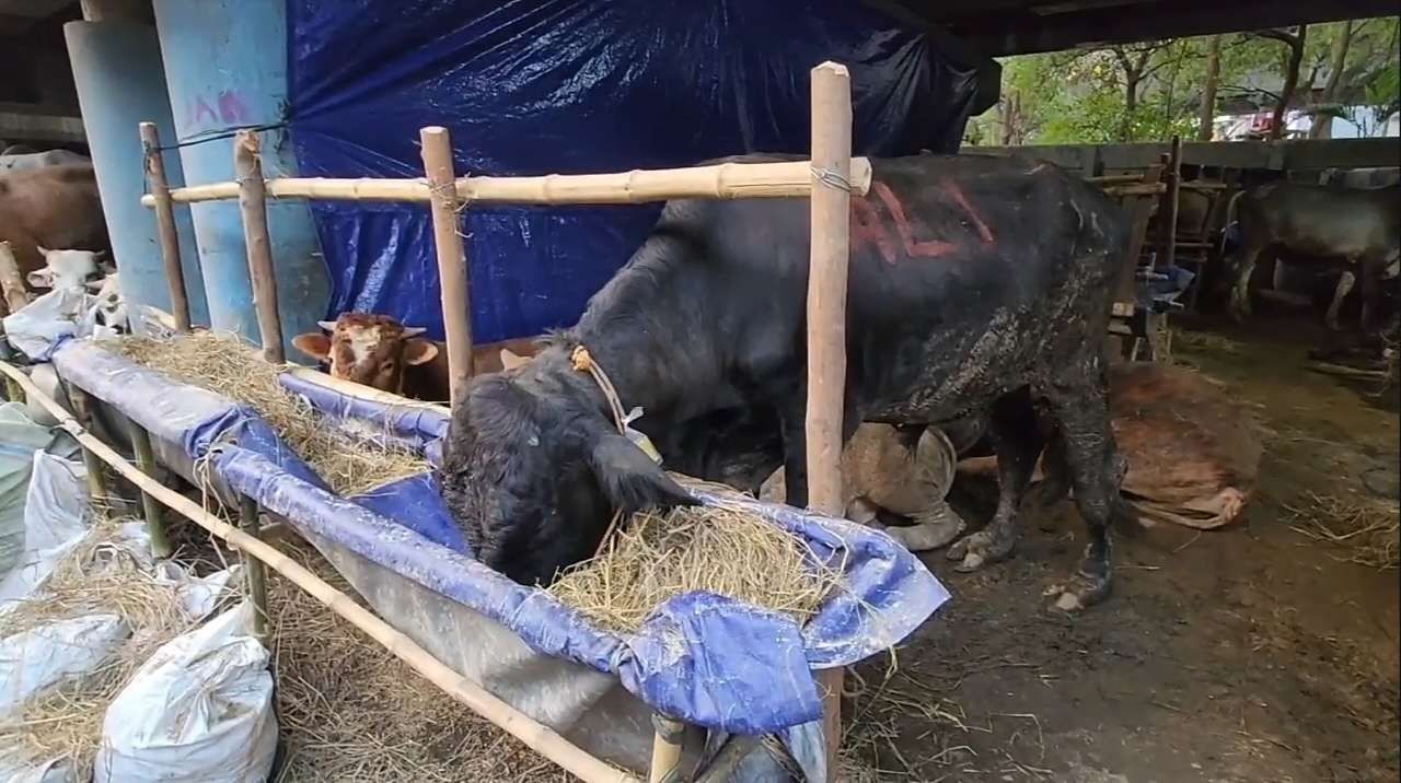 menjelang idul adha dinas ketahanan pangan periksa kesehatan kurban di jakut 74932