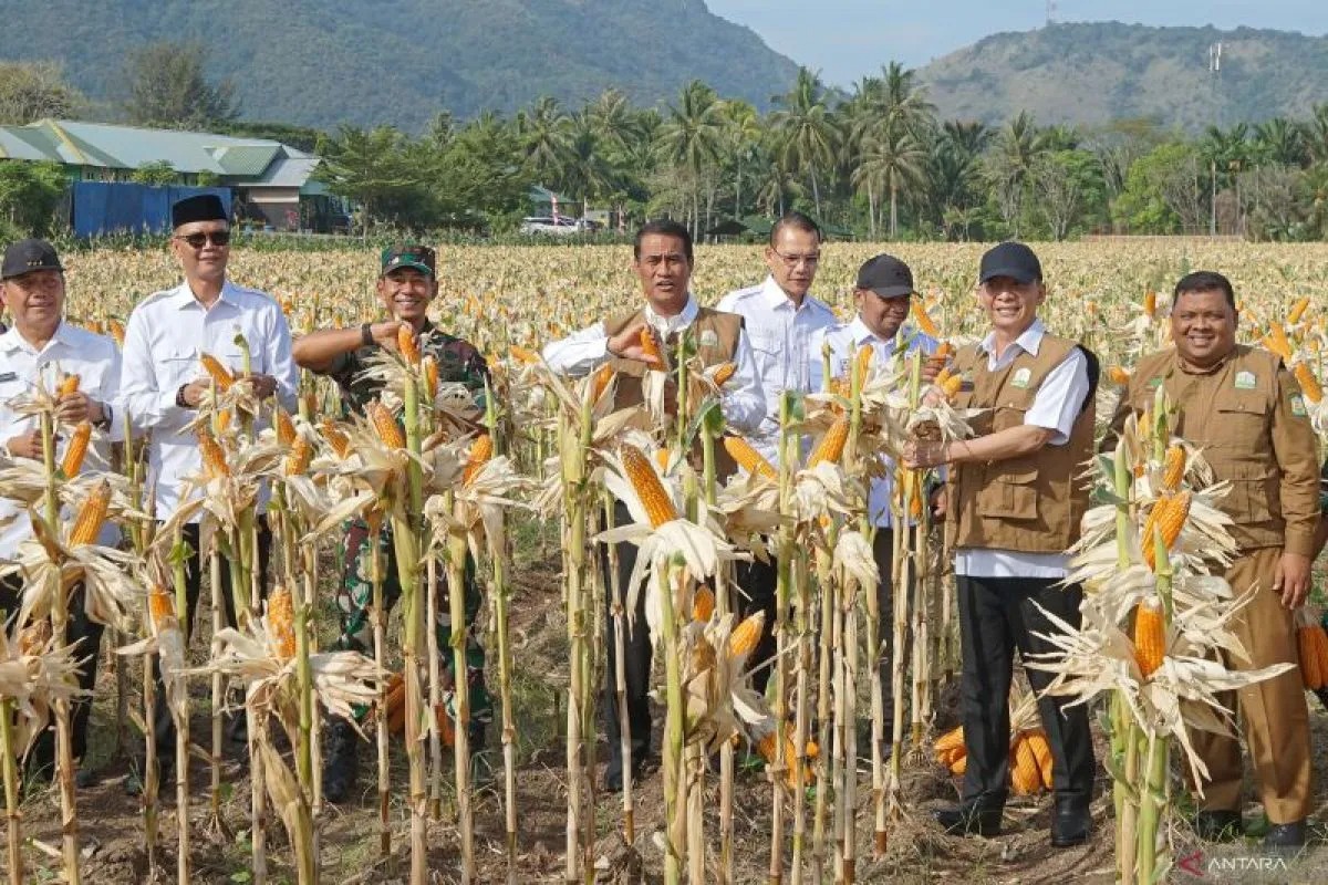 mentan optimis dapat stop impor jagung 69837