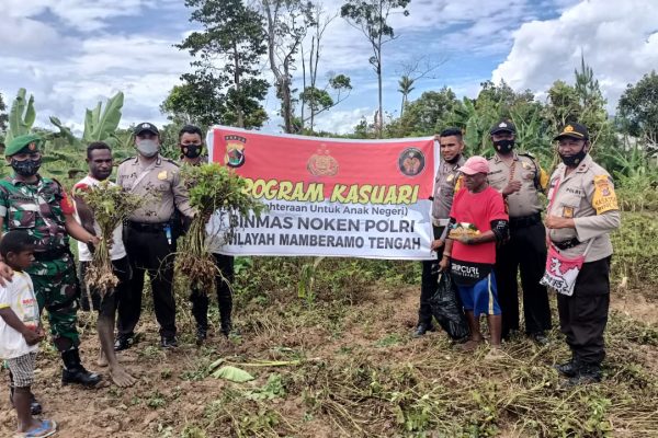 noken community development unit helps harvesting of peanut farmers supported by kasuari programme of central mamberamo region 44692