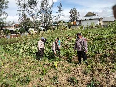 noken community guidance and development checks sweet potato and taro plantation plants in tigi deiyai district 42911