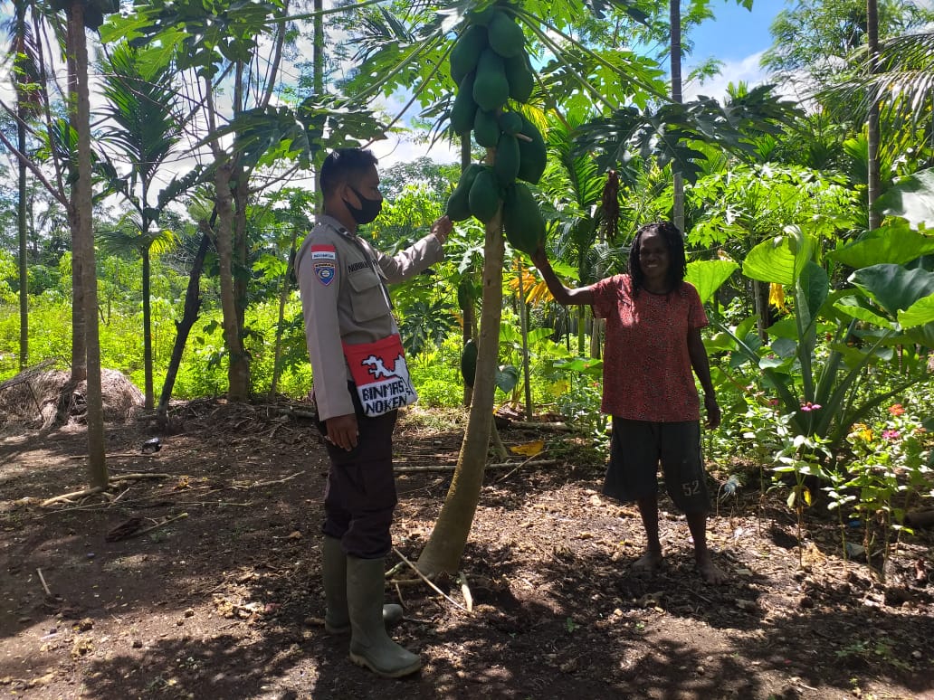 on kasuari programme noken community development inspected farming spot at mosso village 44604