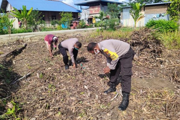 opening of plantation land binmas noken forms food security 38710