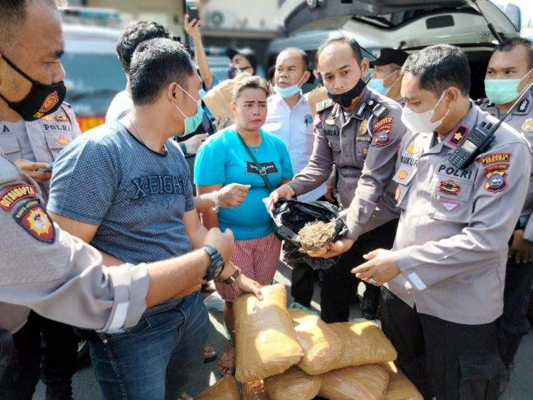 padang resort police successfully prevents the circulation of dozens of cannabis packages 41612