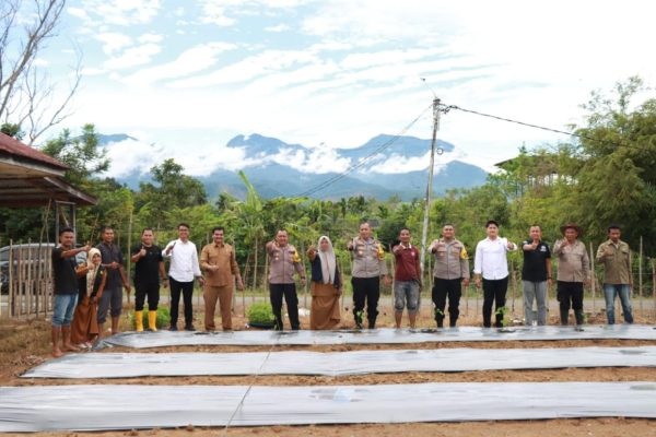 penanaman cabai di aceh besar dukung program asta cita presiden ri 82534