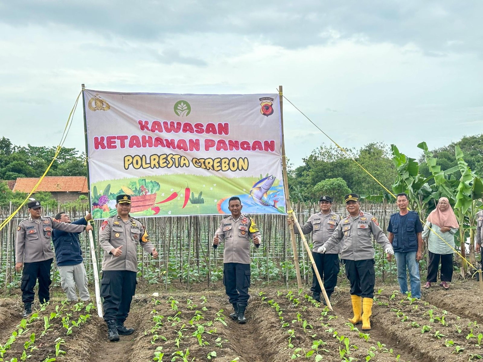 penanaman sawi jebung di cirebon wujudkan ketahanan pangan 81965