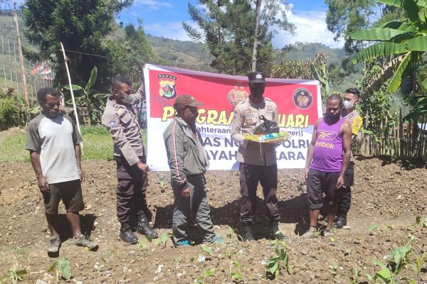 perhatian binmas noken tolikara pada produk pertanian dan perkebunan masyarakat melalui program kasuari 13430