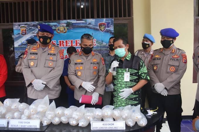 polda banten berhasil gagalkan penyelundupan benur senilai 8 miliar 17578