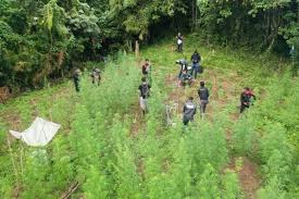 polda bengkulu berhasil temukan 2 hektar ladang ganja di rejang lebong 15725