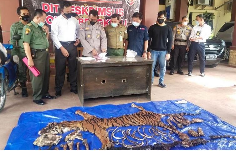polda bengkulu berhasil ungkap perdagangan satwa dilindungi 16326