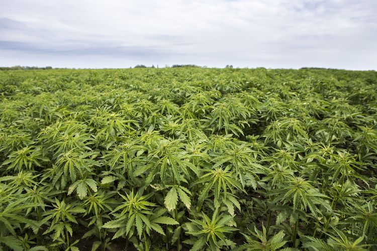 polda bengkulu temukan ladang ganja seluas 15 hektare 61097