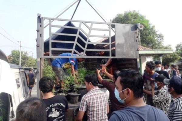 polda jabar berhasil amankan ratusan pohon ganja di brebes 16285